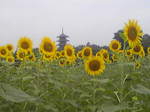 070708.jpg