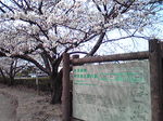 1104036.jpg