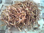 1204071.jpg