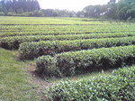 201303272.jpg
